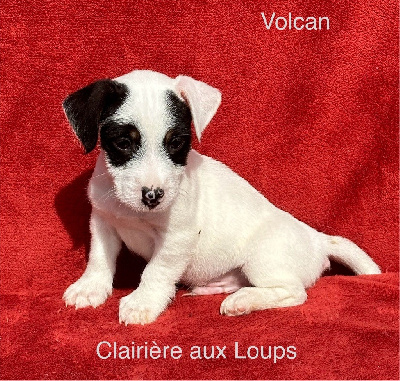 du Domaine de la Clairiere aux Loups - Jack Russell Terrier - Portée née le 19/01/2024
