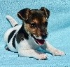 CHIOT MALE 1 NESQUICK
