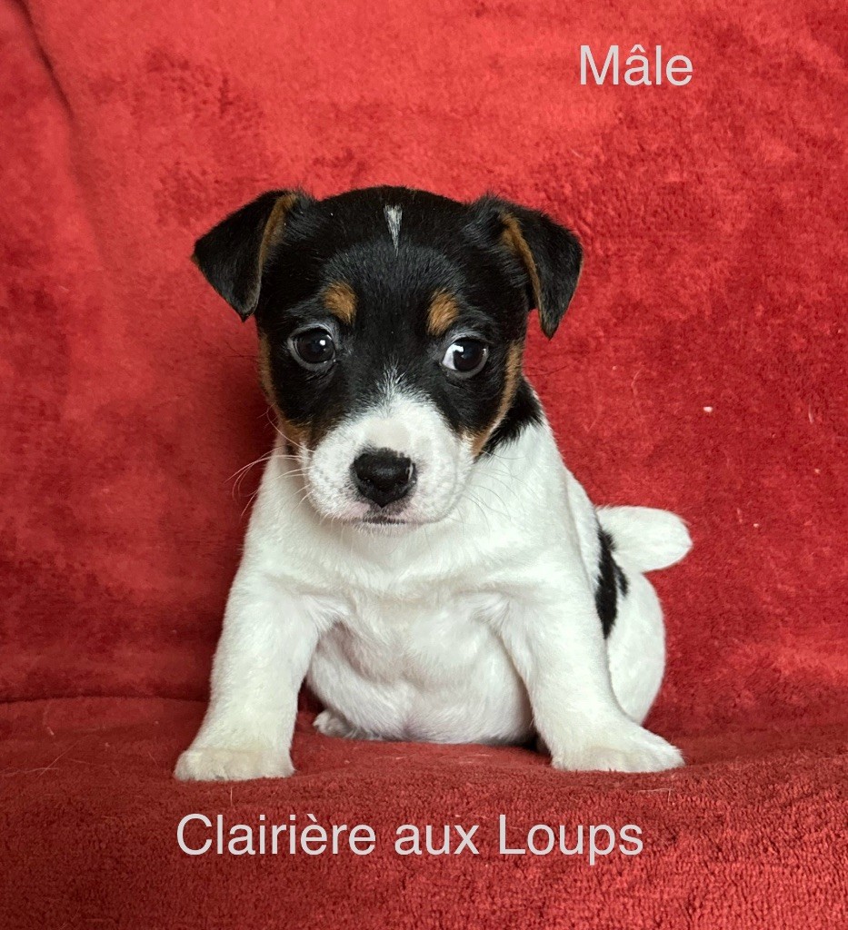 du Domaine de la Clairiere aux Loups - Chiot disponible  - Jack Russell Terrier