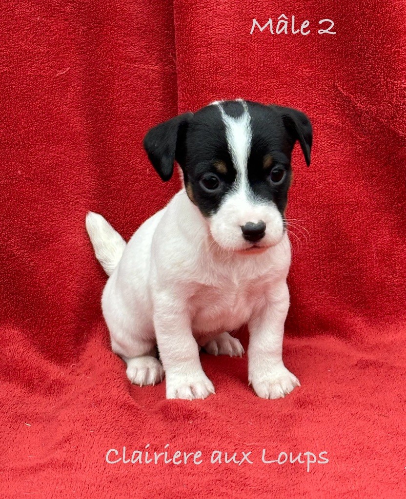 du Domaine de la Clairiere aux Loups - Chiot disponible  - Jack Russell Terrier