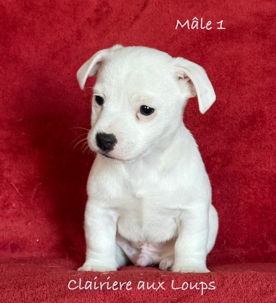 du Domaine de la Clairiere aux Loups - Chiot disponible  - Jack Russell Terrier