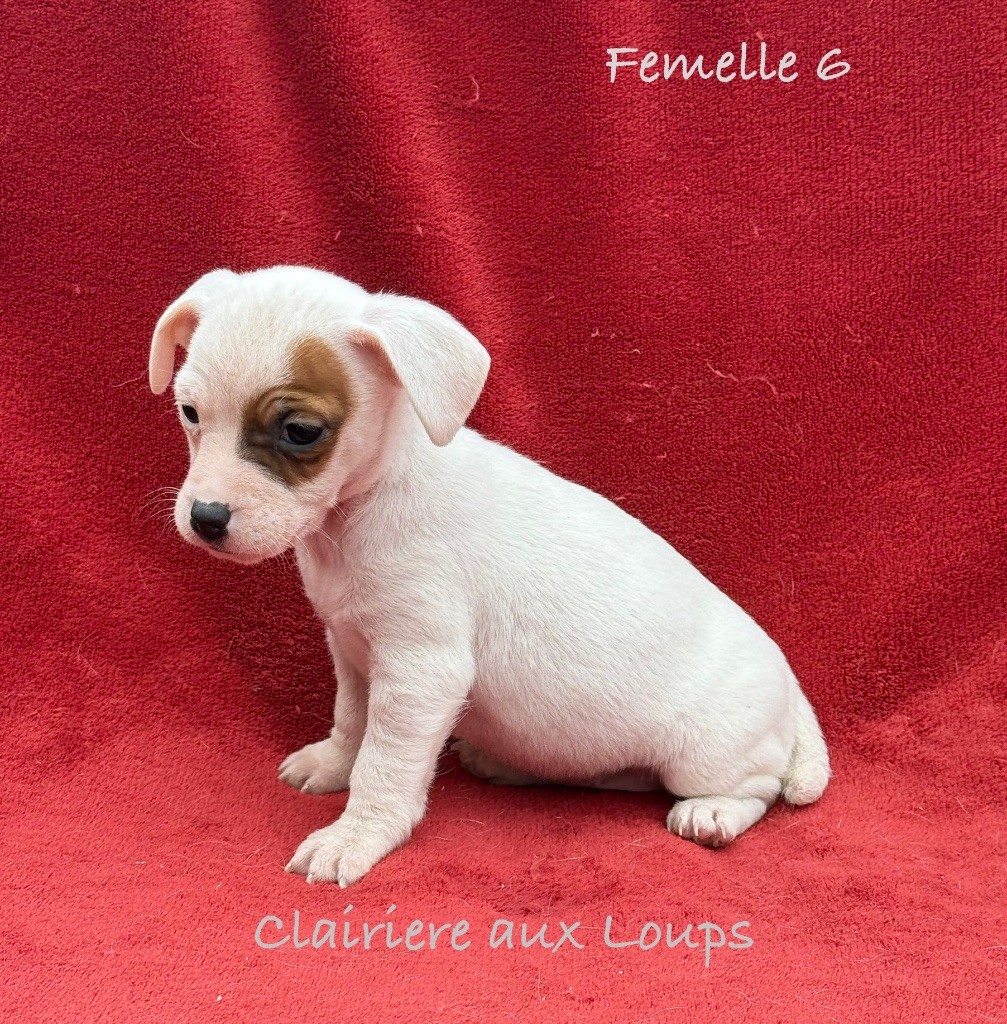 du Domaine de la Clairiere aux Loups - Chiot disponible  - Jack Russell Terrier