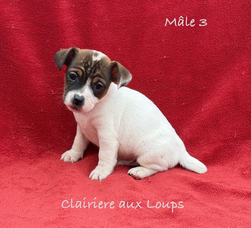 du Domaine de la Clairiere aux Loups - Chiot disponible  - Jack Russell Terrier