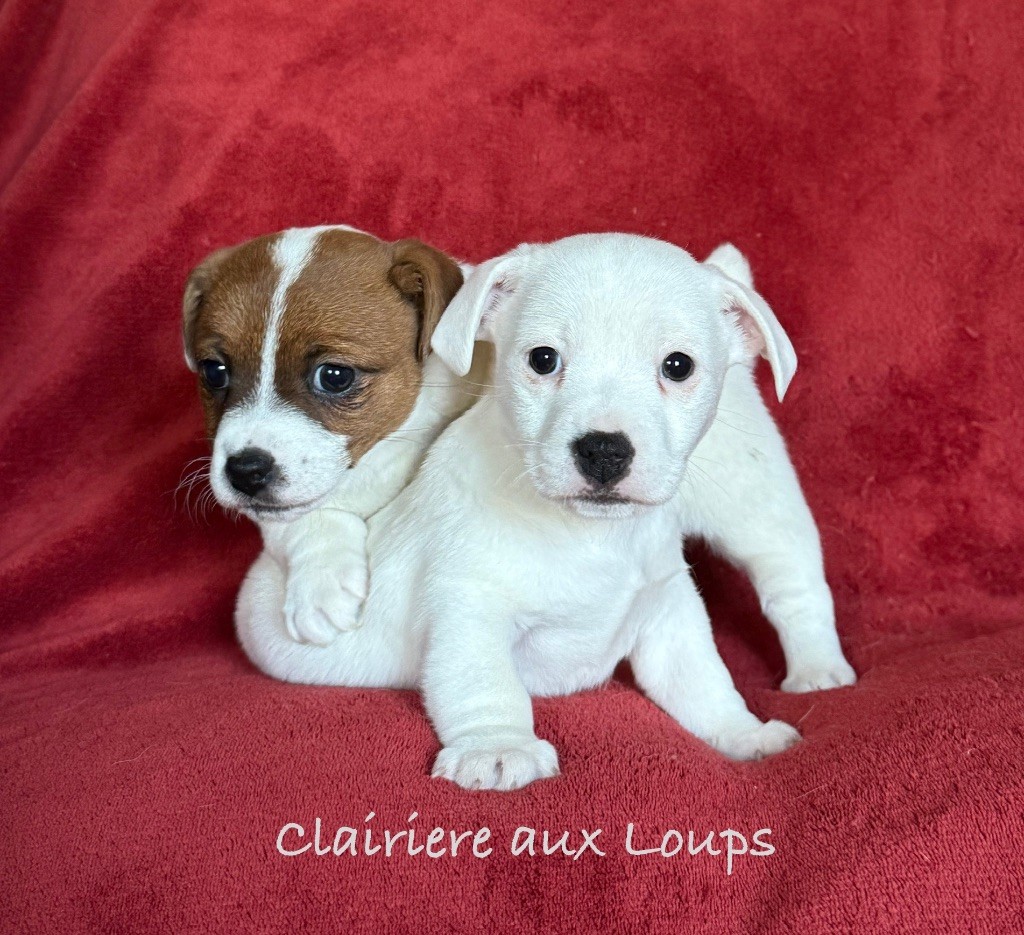 chiot Jack Russell Terrier du Domaine de la Clairiere aux Loups