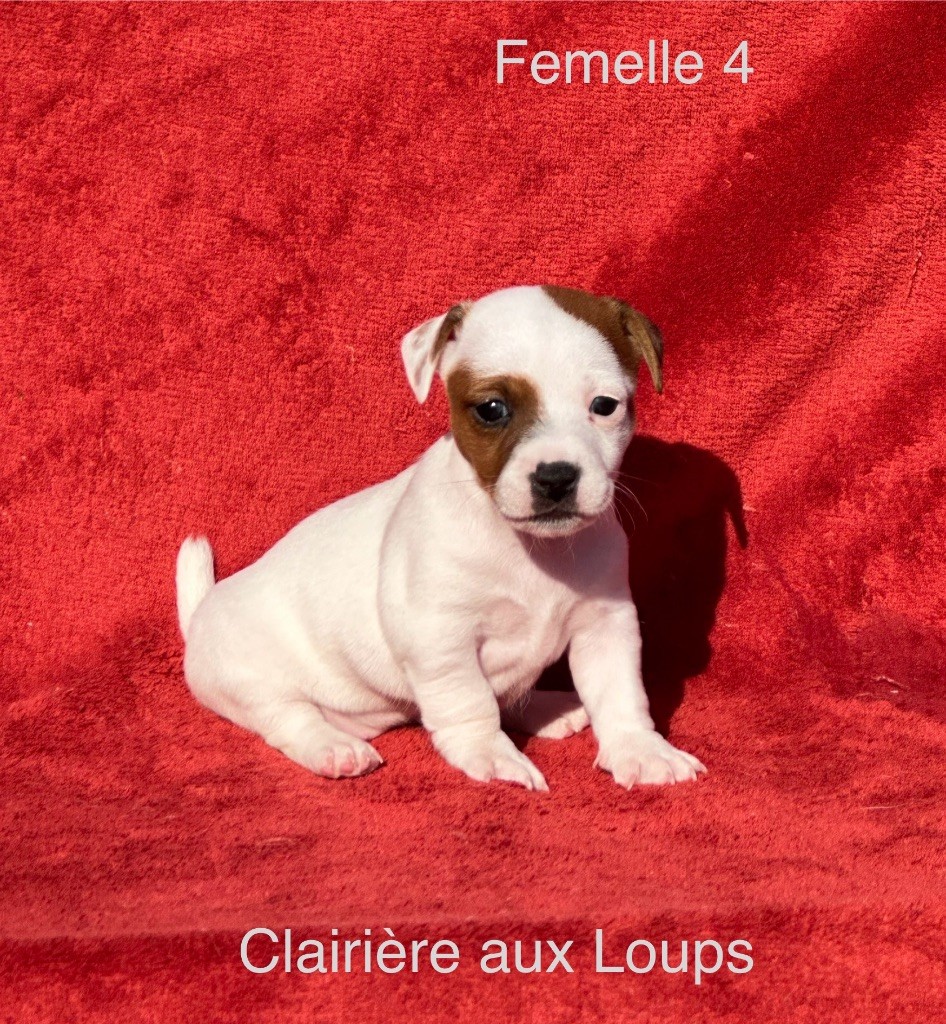 du Domaine de la Clairiere aux Loups - Chiot disponible  - Jack Russell Terrier