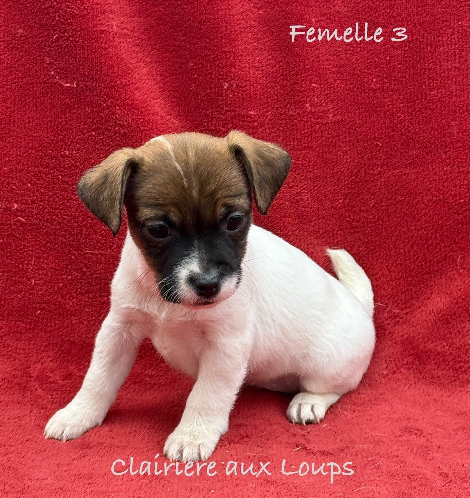 du Domaine de la Clairiere aux Loups - Chiot disponible  - Jack Russell Terrier