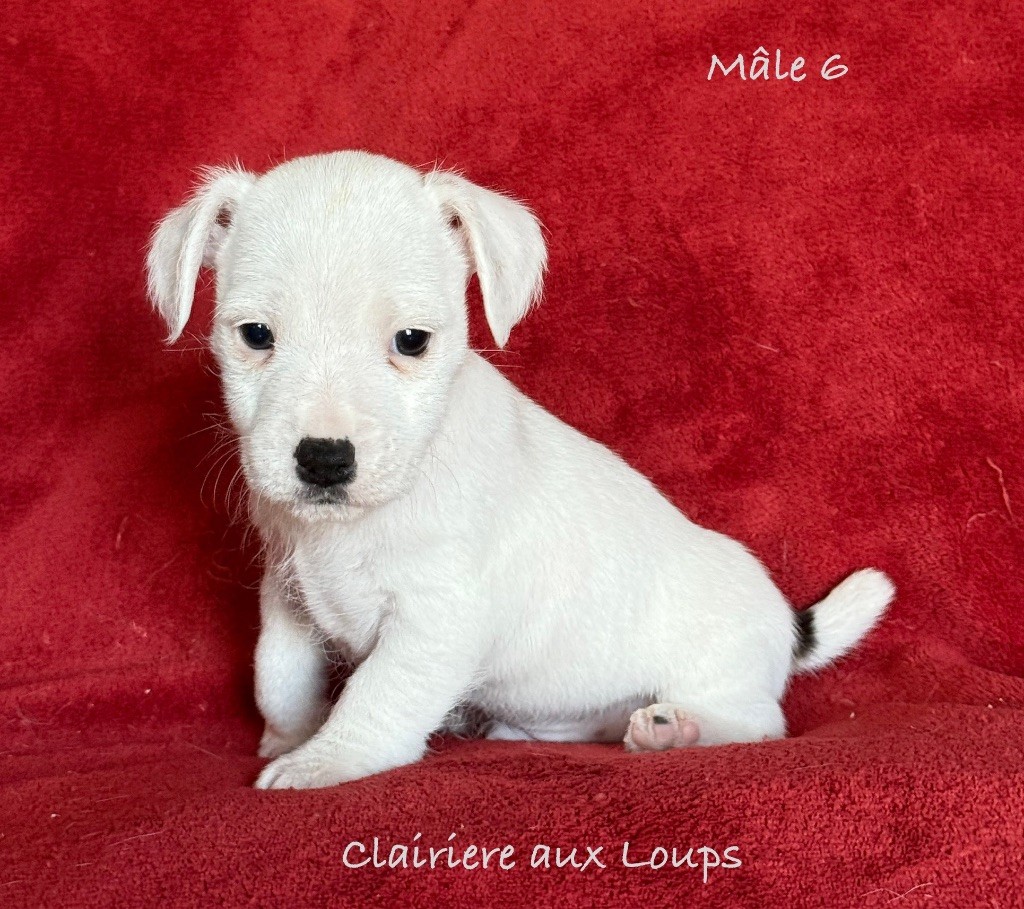 du Domaine de la Clairiere aux Loups - Chiot disponible  - Jack Russell Terrier