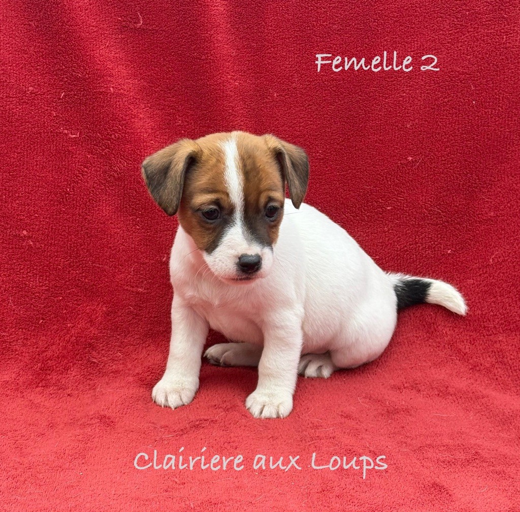 du Domaine de la Clairiere aux Loups - Chiot disponible  - Jack Russell Terrier