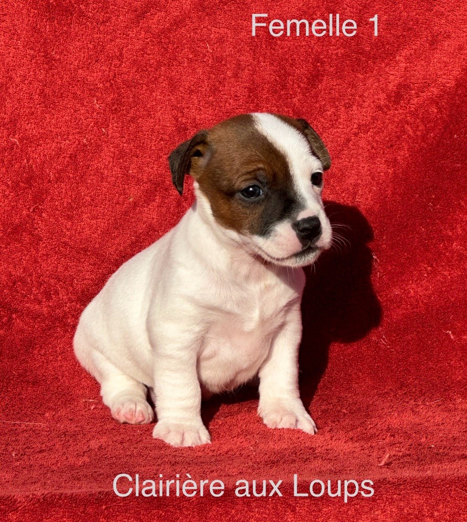 du Domaine de la Clairiere aux Loups - Chiot disponible  - Jack Russell Terrier