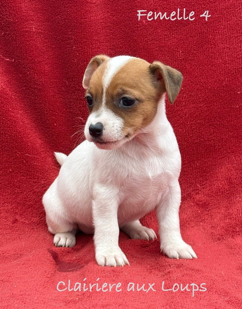 du Domaine de la Clairiere aux Loups - Chiot disponible  - Jack Russell Terrier