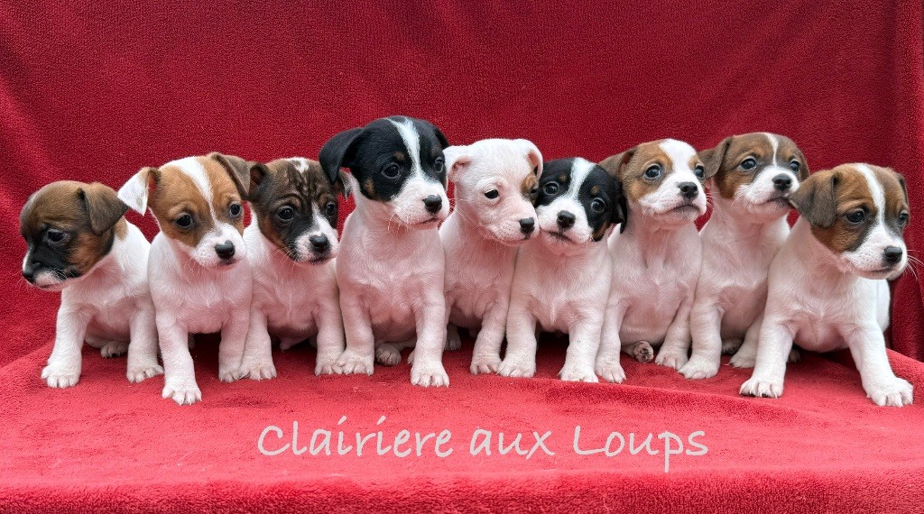 chiot Jack Russell Terrier du Domaine de la Clairiere aux Loups