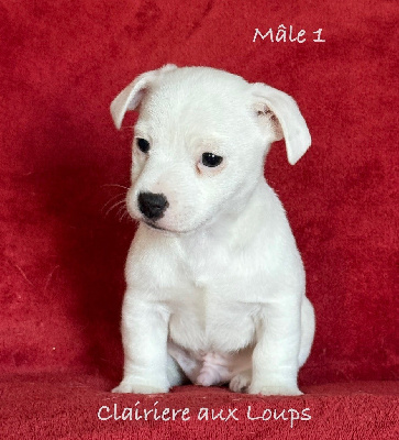 CHIOT male