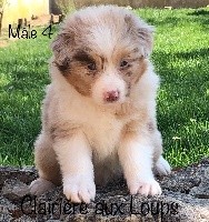 CHIOT MALE 4