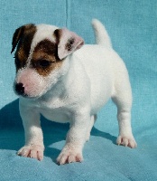 CHIOT MALE 2   MATE