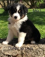 CHIOT MALE 1