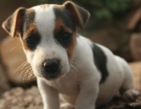 CHIOT MALE 3  