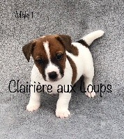du Domaine de la Clairiere aux Loups - Jack Russell Terrier - Portée née le 08/08/2020