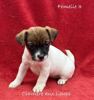 CHIOT femelle 3. VIVY