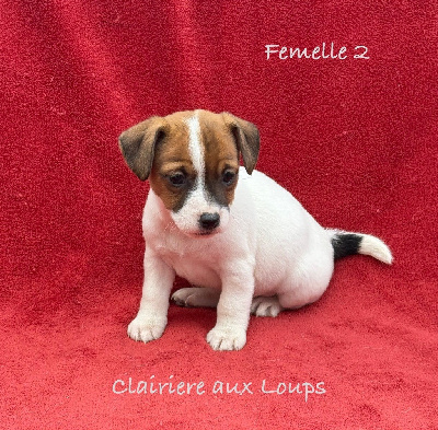 CHIOT femelle 2. VALSEUSE