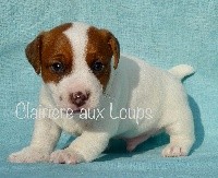 CHIOT MALE