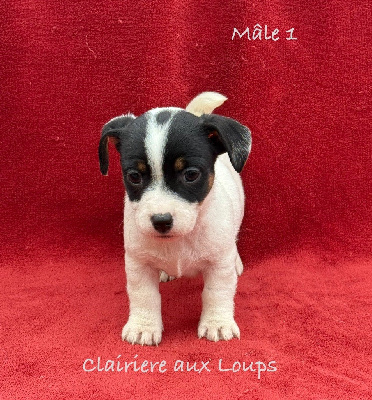 CHIOT mâle 1. VADOR