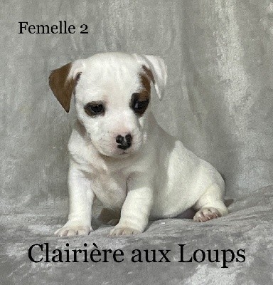 CHIOT FEMELLE 2