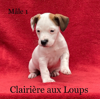 CHIOT MÂLE 1