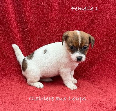 CHIOT femelle 1