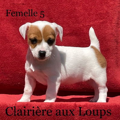 CHIOT FEMELLE 5