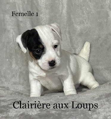 CHIOT FEMELLE 1