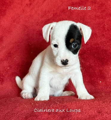 CHIOT femelle 2