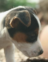 CHIOT MALE 1  