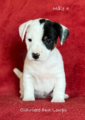 CHIOT Male 4