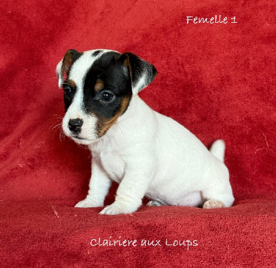 CHIOT femelle 1