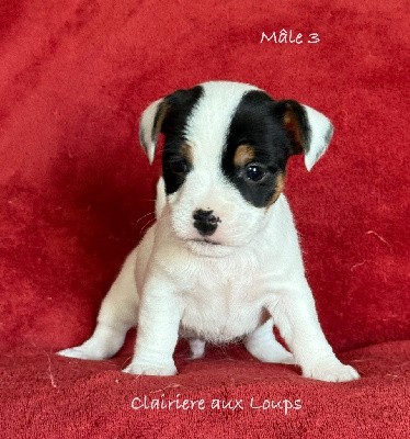 CHIOT male 3