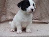 CHIOT MALE 2