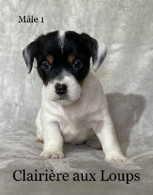 CHIOT MALE 1