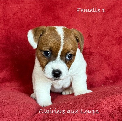 CHIOT femelle 