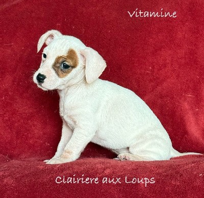 CHIOT femelle 6. VITAMINE 