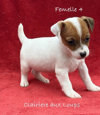 CHIOT femelle 4. VALSE