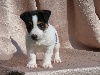 CHIOT MALE 1