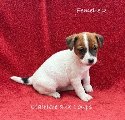 CHIOT femelle 2. VALSEUSE