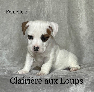 CHIOT FEMELLE 2