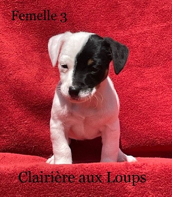 CHIOT FEMELLE 3