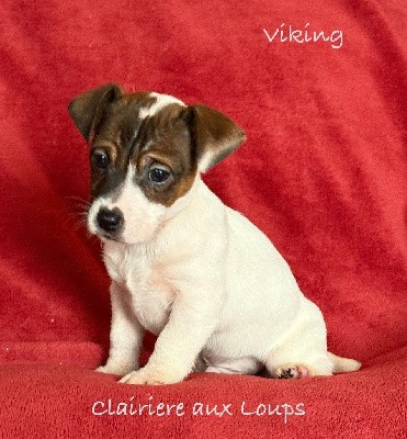 CHIOT male 3.  VIKING