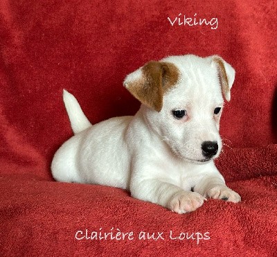 CHIOT mâle 2