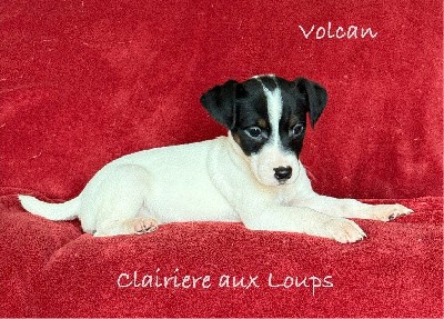 CHIOT mâle 2. VOLCAN