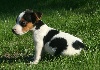 CHIOT MALE 1  