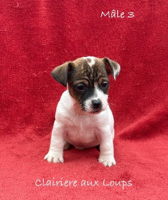 CHIOT male 3.  VIKING