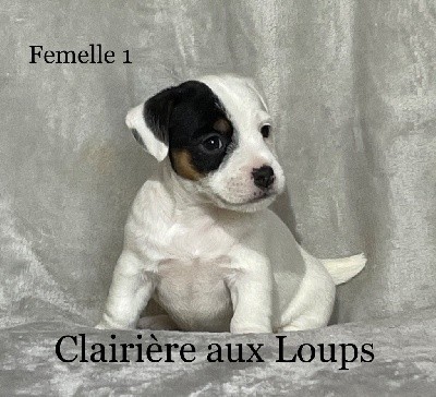 CHIOT FEMELLE 1